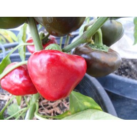 Nora Pepper 10+ Seeds