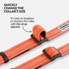 CollarDirect Reflective Dog Collar for Small Medium Large Dog Puppy