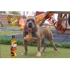 Proteina Para Perro Pure Gold Duo