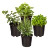 Live Aromatic and Edible Herbs - Assorted Varieties (4 Per