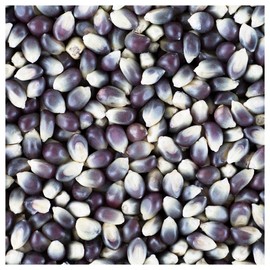 Everwilde Farms - 1/4 Lb Shaman's Blue Open Pollinated Corn Seeds - Gold Vault