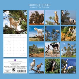 Gifted Stationery Co, Goats in Trees 2026 Wall Calendar, 12'' X 12'', 16-Month Calendar with Stapled Binding