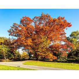 TomorrowSeeds - Red Oak Tree Seeds - 15+ Count - for 2025 Planting Quercus Rubra Borealis American Red Leaf Eastern Northern Virginia Scarlet Oaks Acorn Landscape Trees Perennial Grow Your Own Home
