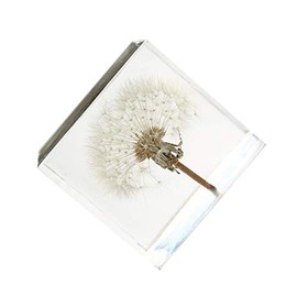 ARTIBETTER 3D Dandelions Paperweight Real Puff Specimen Statue in Crystal Glass Cube Desk Ornament Fengshui Decor for Graduation Birthday Gift