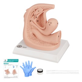 MedEduQuest Female Catheterization Insertion Trainer Kit, External Genital Anatomy Models for Medical Students or Nurses Educational Demonstration and Training, Silicone Material