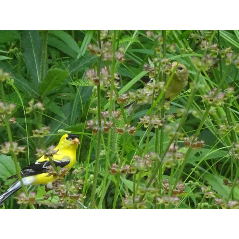Fresh Lyreleaf Sage Salvia Lyrata Native 300 seeds Fresh From