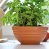 Prosper Plast DMS01-R624 13 x 70 cm Misa's Flowerpot -