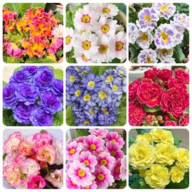 1000+ Perennial Mix Primrose Seeds for Planting-Non-GMO Heirloom, for Gardens & Outdoor Containers