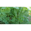 Serendipity Seeds 5 Rare Seeds Indian Bitter Gourd Momordica charantia