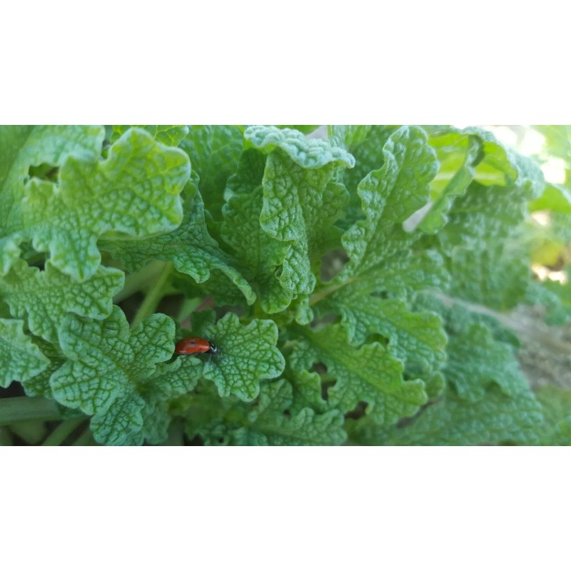 Serendipity Seeds 5 Rare Seeds Indian Bitter Gourd Momordica charantia