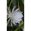 exotic 4 CLIPPINGS-Epiphyllum oxipetalum 'Queen of the Night' - 8"