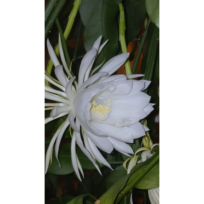 exotic 4 CLIPPINGS-Epiphyllum oxipetalum 'Queen of the Night' - 8"