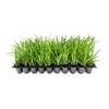 Liriope Big Blue | 20 Live Plants | Liriope muscari