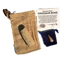 Genuine Fossil Dinosaur Bone & Genuine Fossil Spinosaurus Dinosaur Tooth by DINOSAURS ROCK