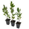 3 Indian Laurel Figs – Live Ficus Nitida Plant –