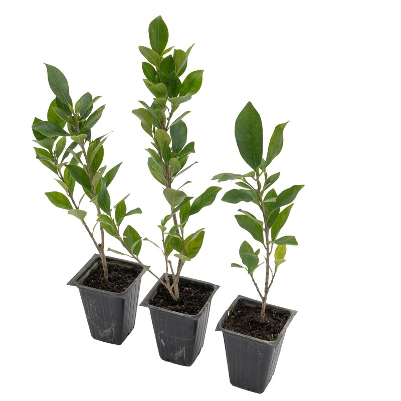 3 Indian Laurel Figs – Live Ficus Nitida Plant –