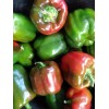 Kwik Grow 100 California Wonder Bell Pepper Heirloom Seeds, NON-GMO,