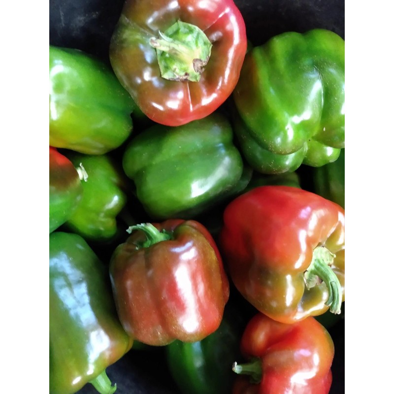 Kwik Grow 100 California Wonder Bell Pepper Heirloom Seeds, NON-GMO,