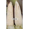 KSGARDEN 10GR = 30+ PCS WAXY CORN WHITE EXTRA STICK