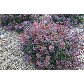 Sunjoy Todo® Barberry - 4" pot - Berberis - Proven Winners