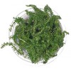 SubstrateSource Rotala Macrandra Bangladesh Tissue Culture Aquatic Live Aquarium Plant