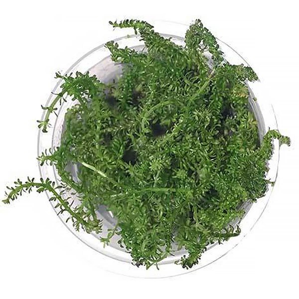 SubstrateSource Rotala Macrandra Bangladesh Tissue Culture Aquatic Live Aquarium Plant