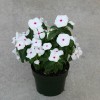 Vinca Seeds Cobra Peppermint 25 Seeds Flower Seeds