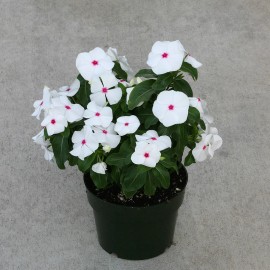 Vinca Seeds Cobra Peppermint 25 Seeds Flower Seeds
