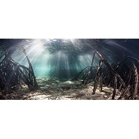 Mangrove with Sunlight/Aquarium Background Fish Tank Background (Various Sizes) (18" H x 36" W)