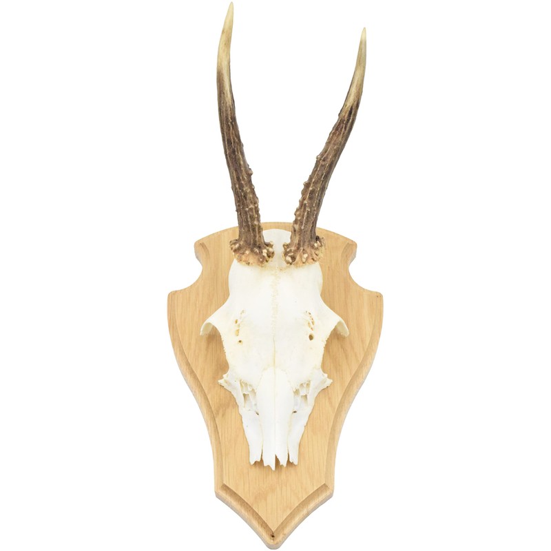 Auburn Board Deer Gamsbock Made of Oak Wood with Pine