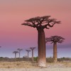 Dalia - Baobab Biologica In Polvere - 250 Gr |