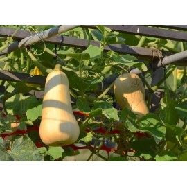 TomorrowSeeds Butternut Squash Seeds | USA Garden Vegetable Winter Pumpkin Waltham Seed 2025 - 60+ Count