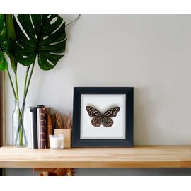 ITrixgan Taxidermy Butterfly, Framed Butterfly Specimen, Real Butterfly Display Insect Shadow Box For Wall Table Top Decor