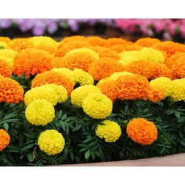 130 Seeds African Marigold, Orange Blooms, Tagetes erecta,Hawaii Flower Seeds