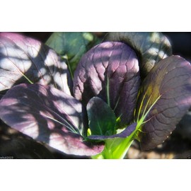 PAK Choi~dark Purple Leaf Pak Choi Non-heading Leaf Chinese Cabbage~300 Seeds