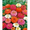 Zinnia California Giant Flower Seeds, Bulk Pack 8 Oz, 22,000+