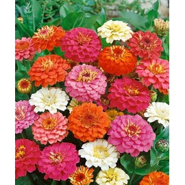 Zinnia California Giant Flower Seeds, Bulk Pack 8 Oz, 22,000+ Seeds by Seeds2Go