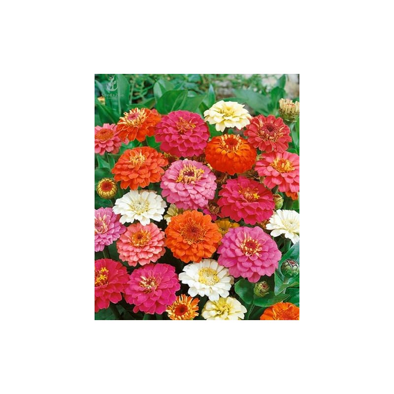 Zinnia California Giant Flower Seeds, Bulk Pack 8 Oz, 22,000+