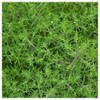 Everwilde Farms - 1 Oz Summer Savory Herb Seeds -