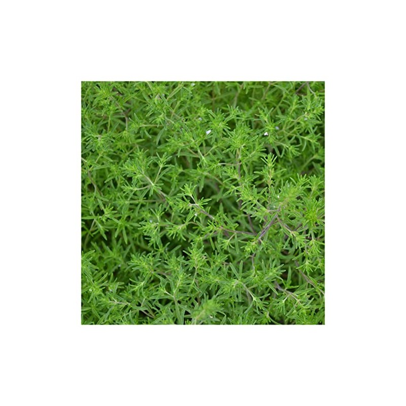 Everwilde Farms - 1 Oz Summer Savory Herb Seeds -