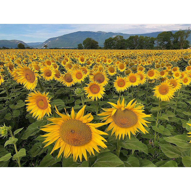 Organic Sunflower Seeds-Kernels-Hulled Raw non-GMO Unsalted Keto Vegan (25lb)