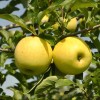 Santiam Nursery Golden Delicious apple tree, bare root