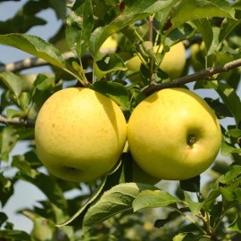 Santiam Nursery Golden Delicious apple tree, bare root