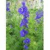 Fresh Delphinium Ajacis seed blue pink white  200 seeds for