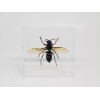 XL Asian Giant Hornet in Lucite, Resin