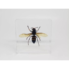 XL Asian Giant Hornet in Lucite, Resin