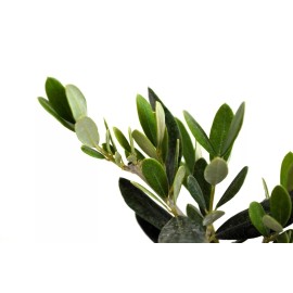 Unbranded 1 Olive Tree Live Plants of Peace Olea Europaea - 2.5" Pot Indoor Outdoor