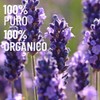 OLEUM VITAE Aceite Esencial de Lavanda 120ml. Lavandula Angustifolia. 100%