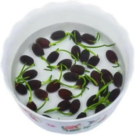 60 Pcs Mixed Color Bonsai Bowl Lotus Seeds - Exotic WaterLily Flower Plant for Ornamental Pond and Home PlantingGarden supplies, garden building materials - Specification: 60pcs