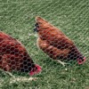 YardGard Chicken Wire 2 Inch Mesh 24 Inch X 150